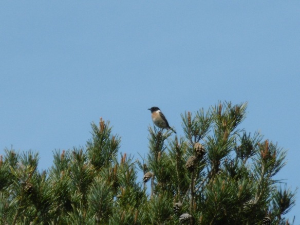 A stone chat poised at the top of a scots pine on the heath