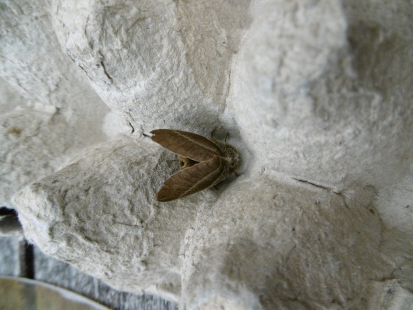 Female Fox Moth (Macrothylacia rubi)