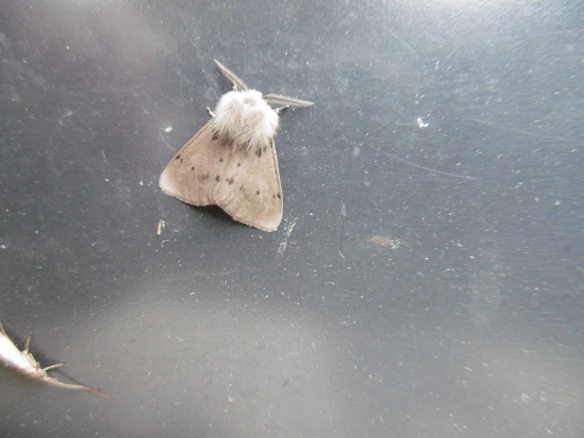 Male Muslin Moth (Diaphora mendica)