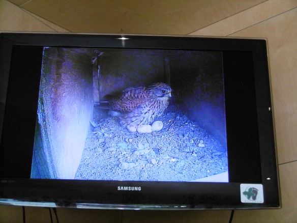 Ms Kestrel showing off her eggs on the live video feed